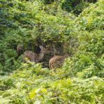 2024-10 - Népal - J11 - Parc National de Chitwan - 037